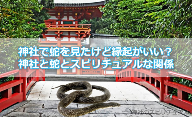 神社で蛇を見たけど縁起がいい？神社と蛇とスピリチュアルな関係